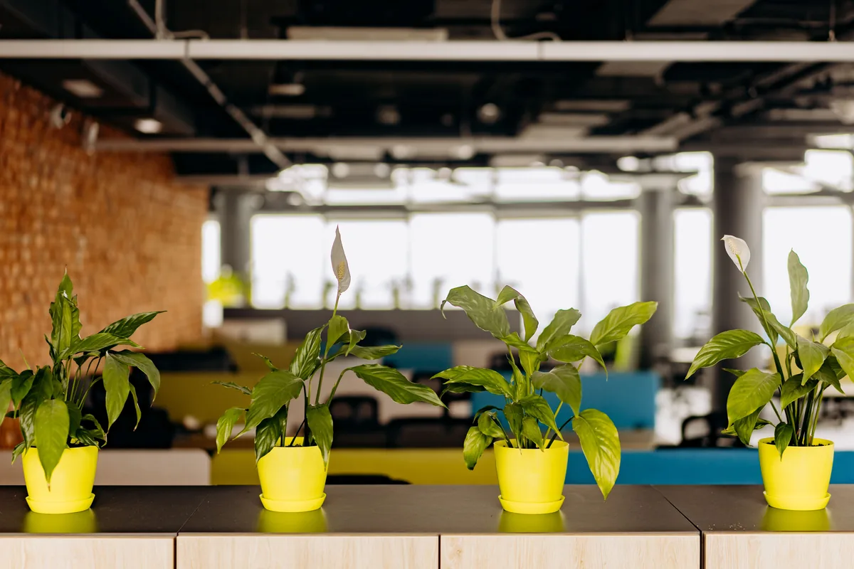 Piante verdi in un ambiente professionale luminoso